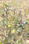 Dwarf live oak